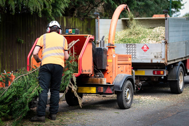 Lorain, OH Tree Service Company